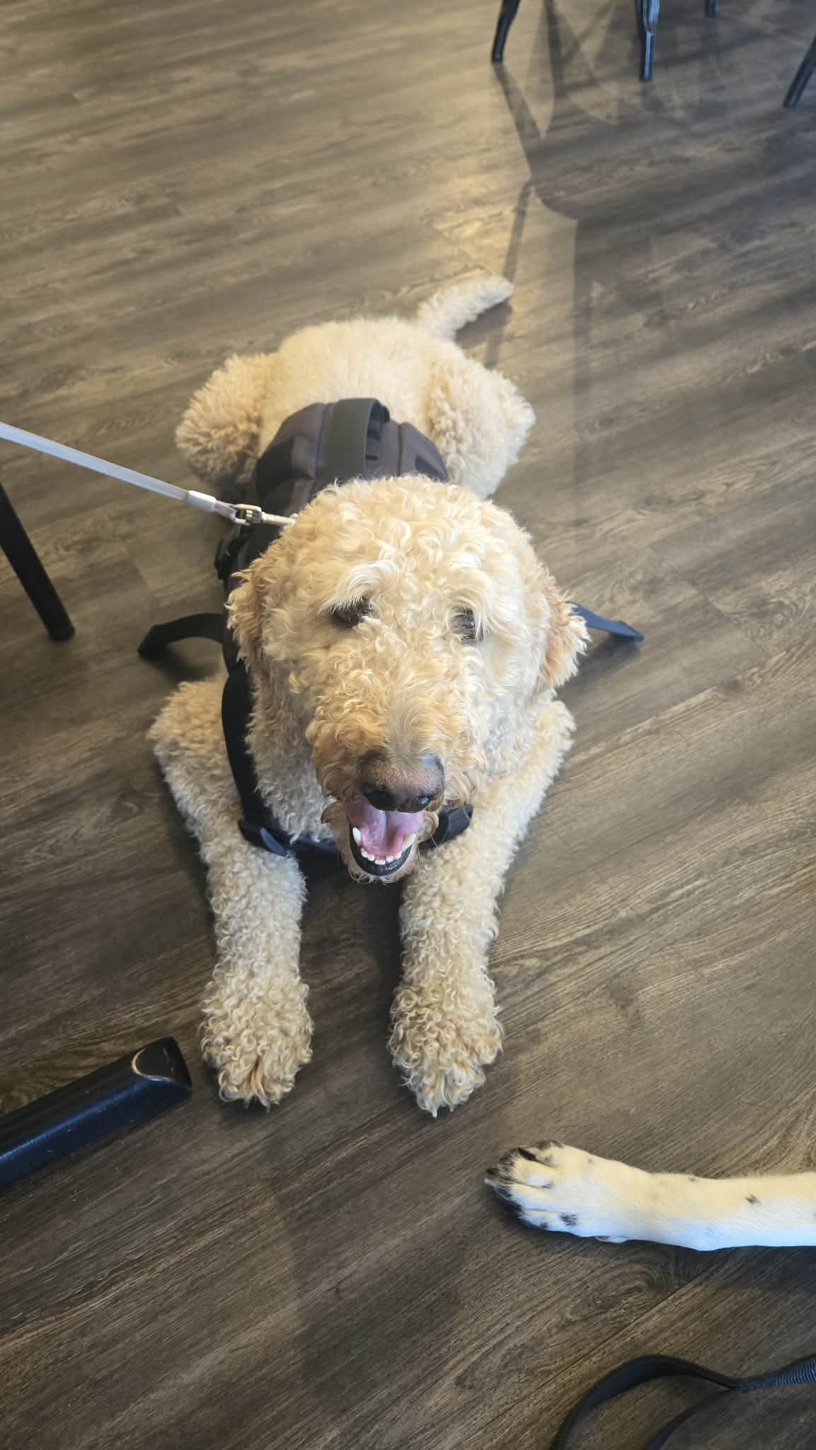 Rhett the therapy dog